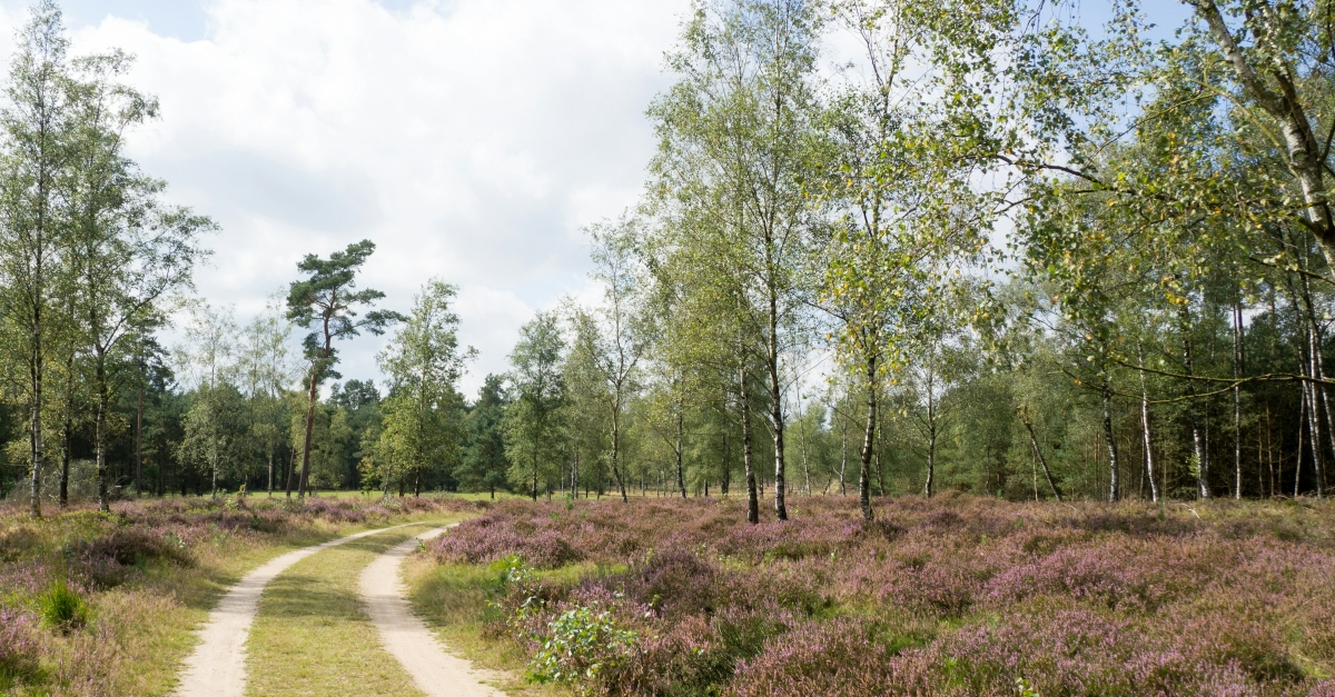 Een zandpad tussen bloeiende heide en bomen op de Veluwe